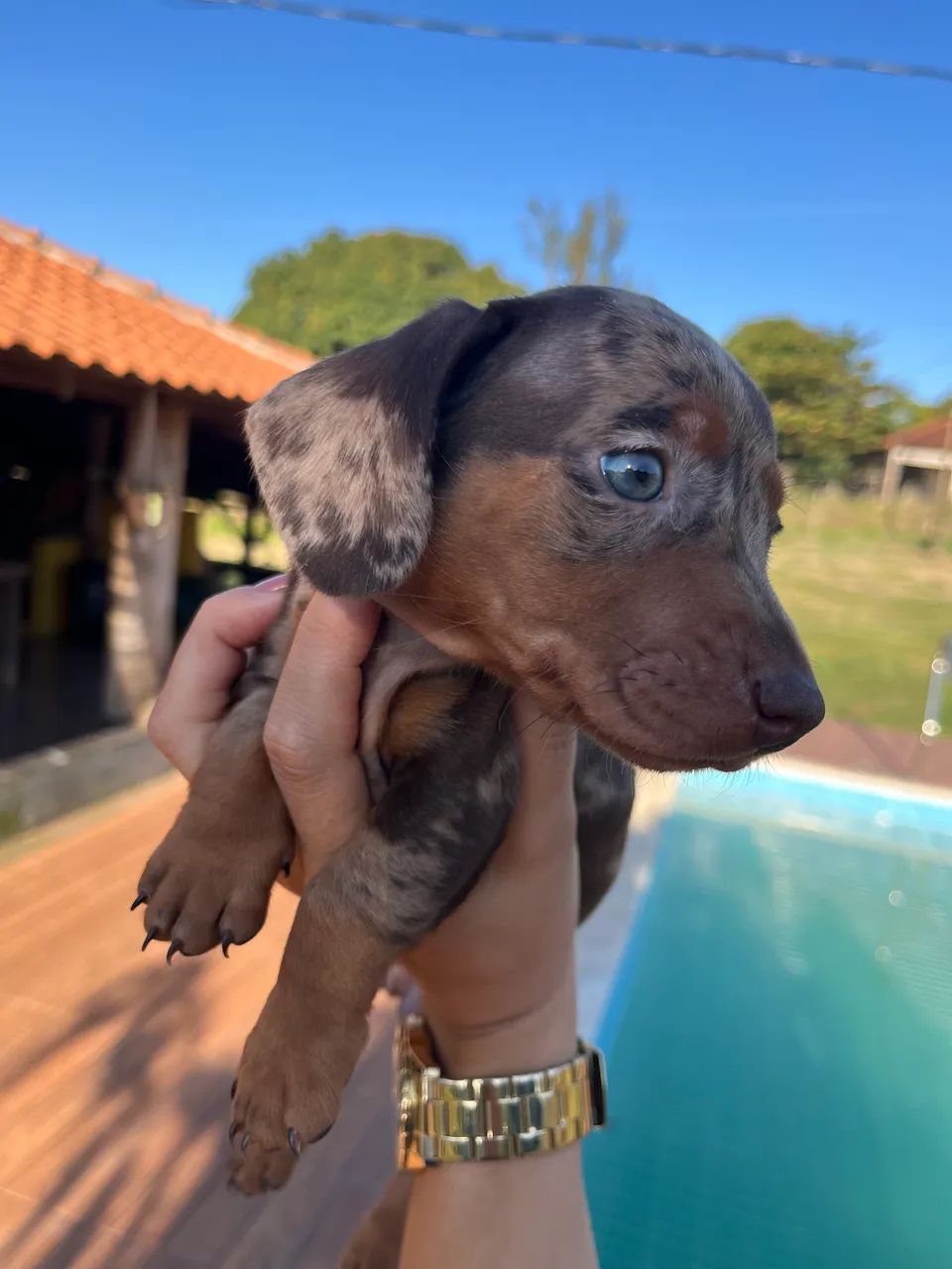 Filhote macho Arlerquim chocolate (último disponível)  - Foto 3