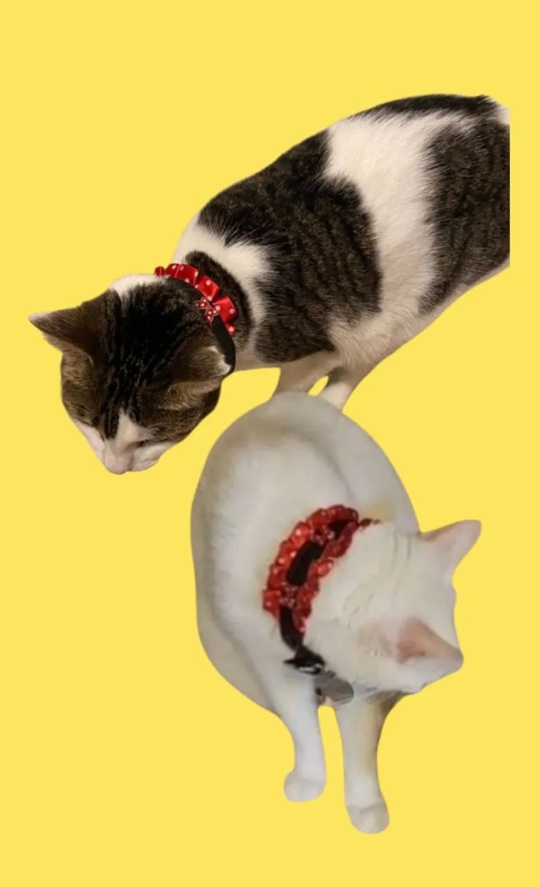 COLEIRA PET DA MINNIE - DISNEY ORIGINAL - IMPORTADA  - Foto 5