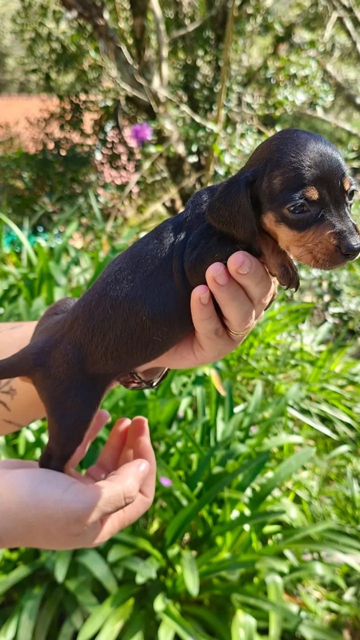 Dachshund Pelo curto - Foto 4