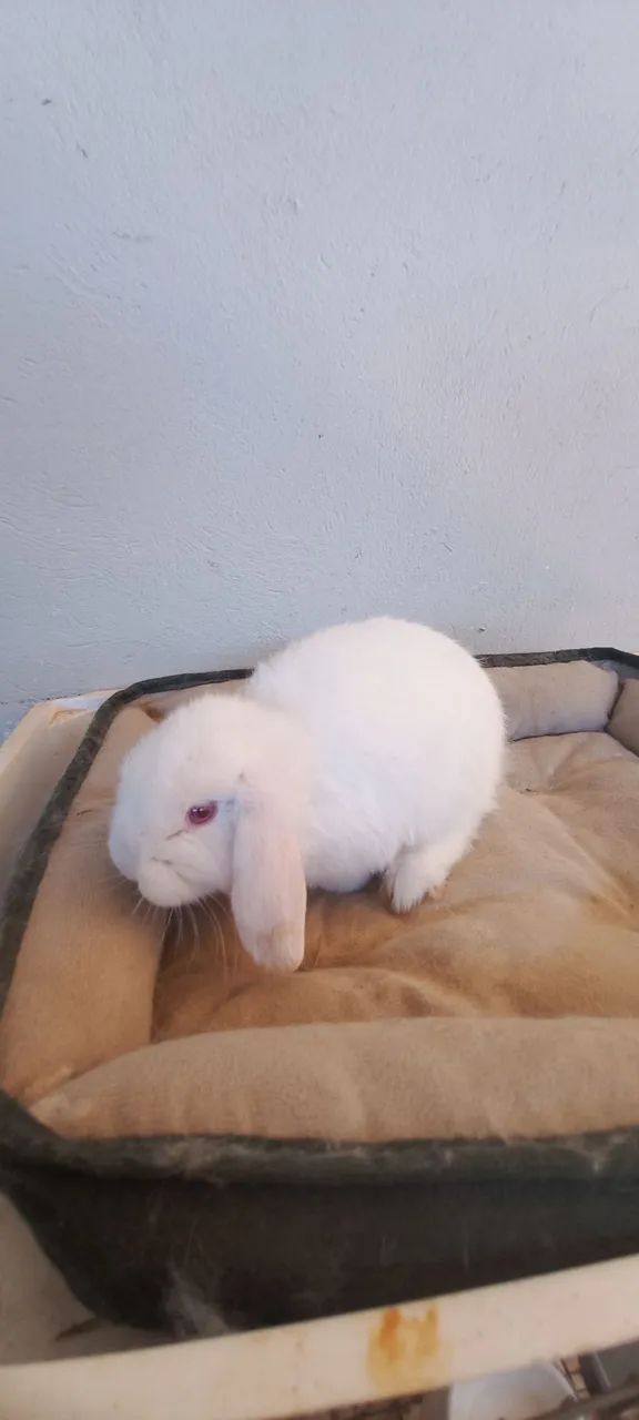 Mini lop orelhas caídas  - Foto 3