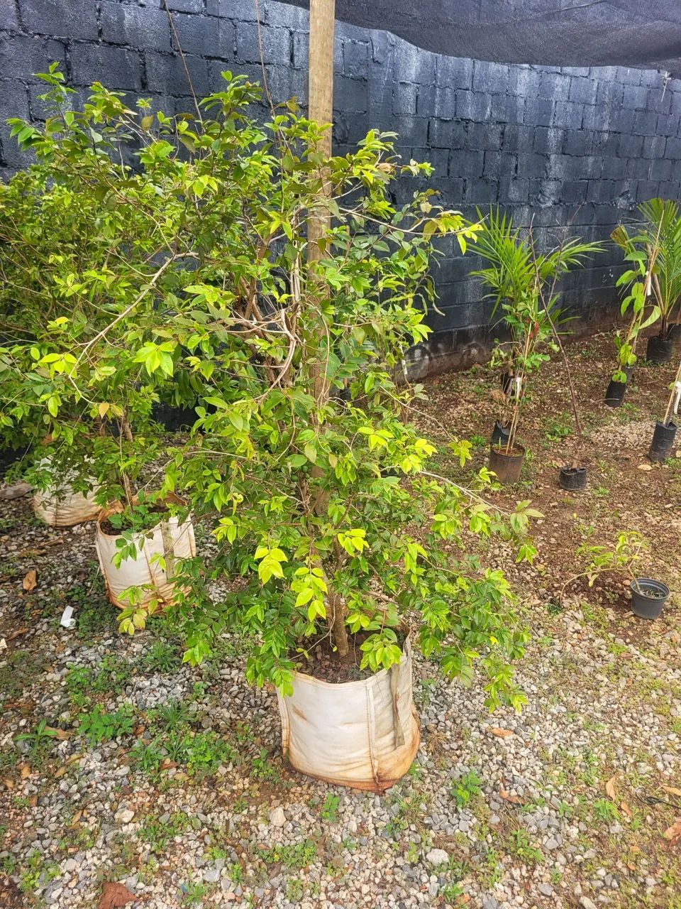 Jabuticaba  - Foto 2