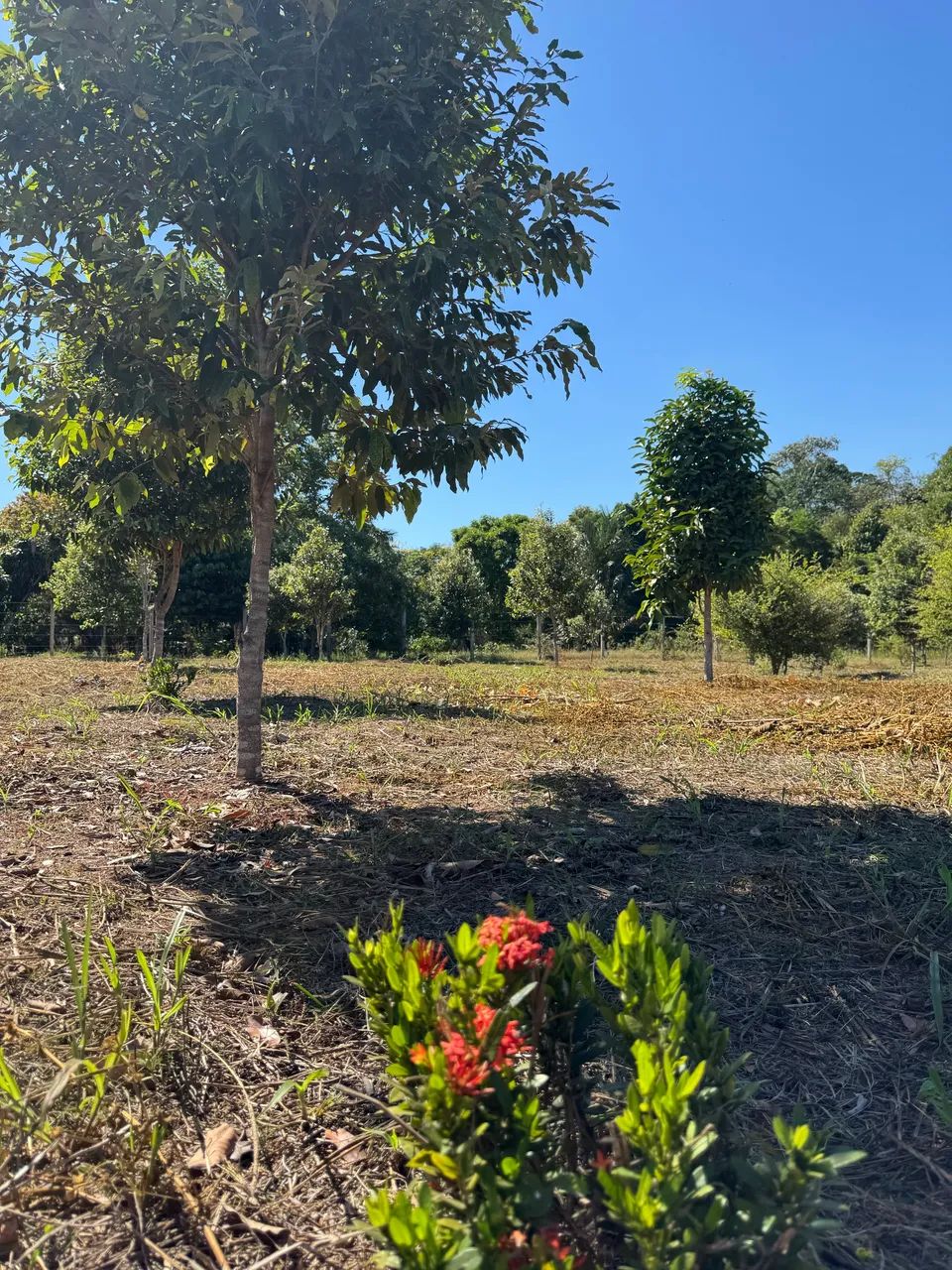 Foto - Porto Velho - Rio Madeira