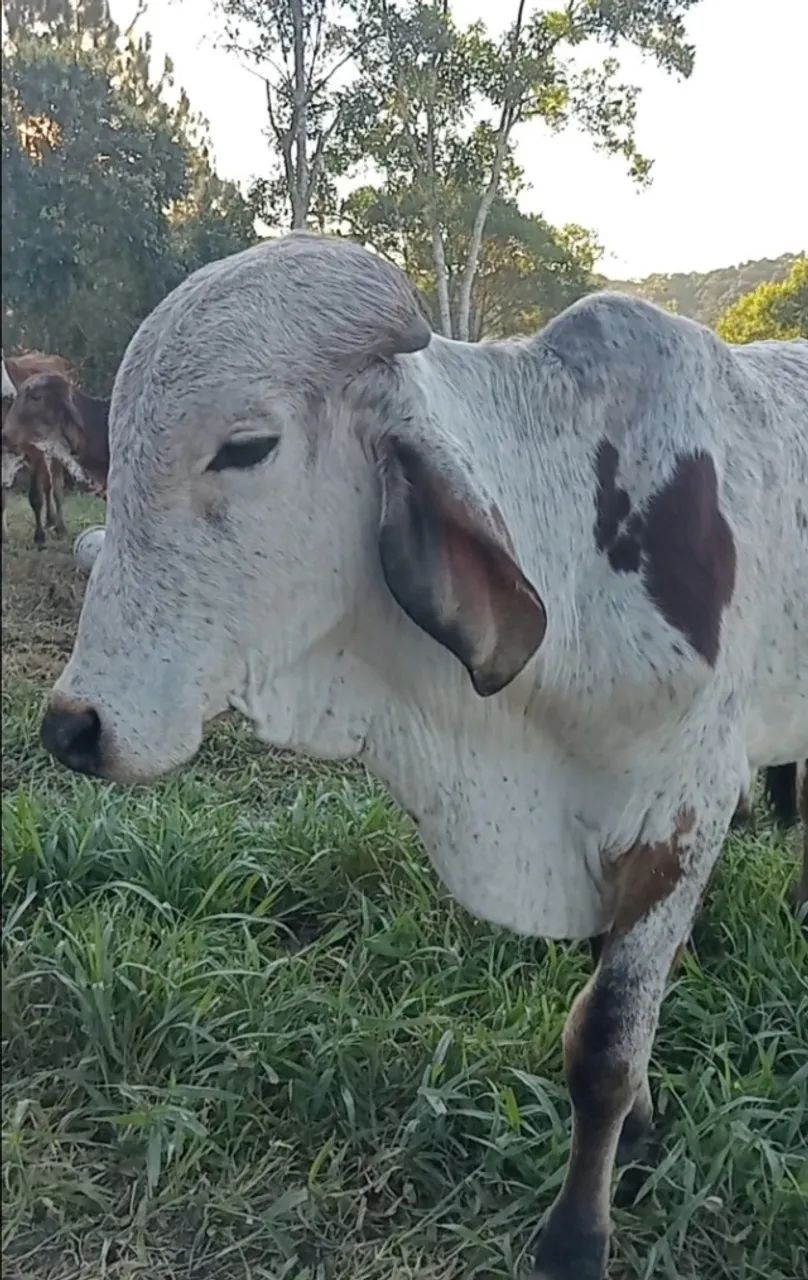 Garrote gir puro - Foto 4