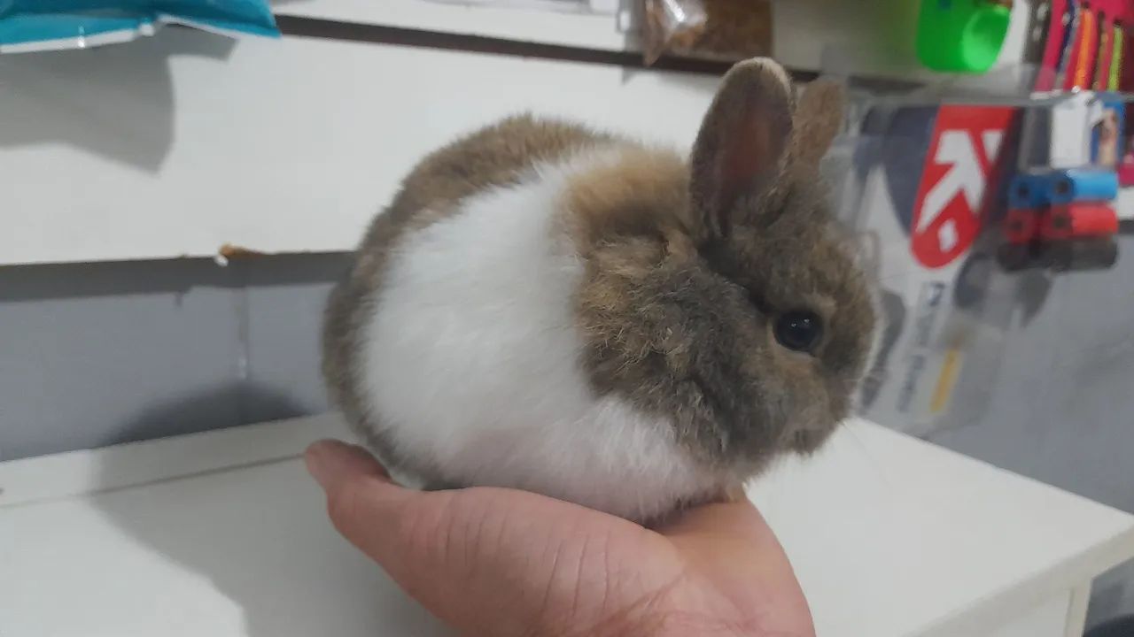Mini Coelhos - de origem  - Foto 2
