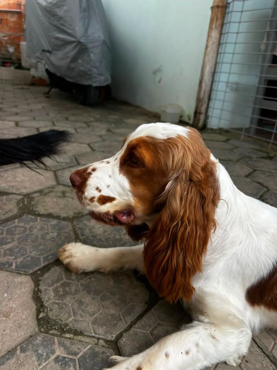 Filhotes de Cocker Ingles - Foto 3