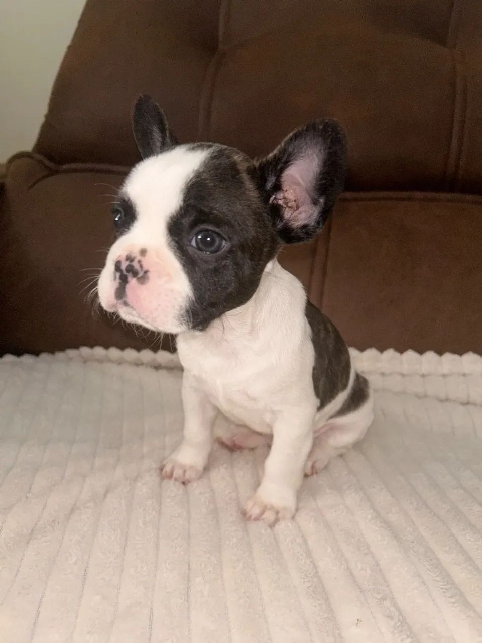 Bulldog 