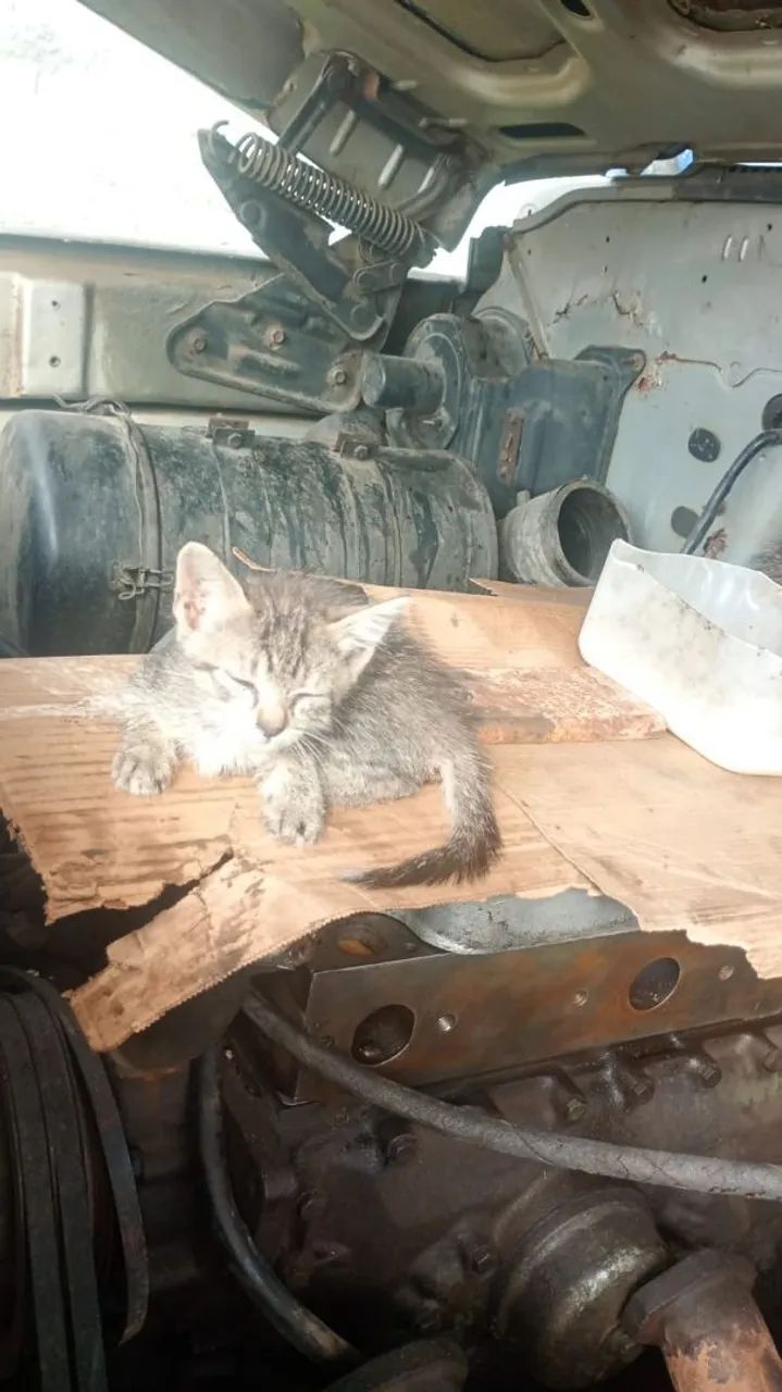 Gatos para adoção  - Foto 4