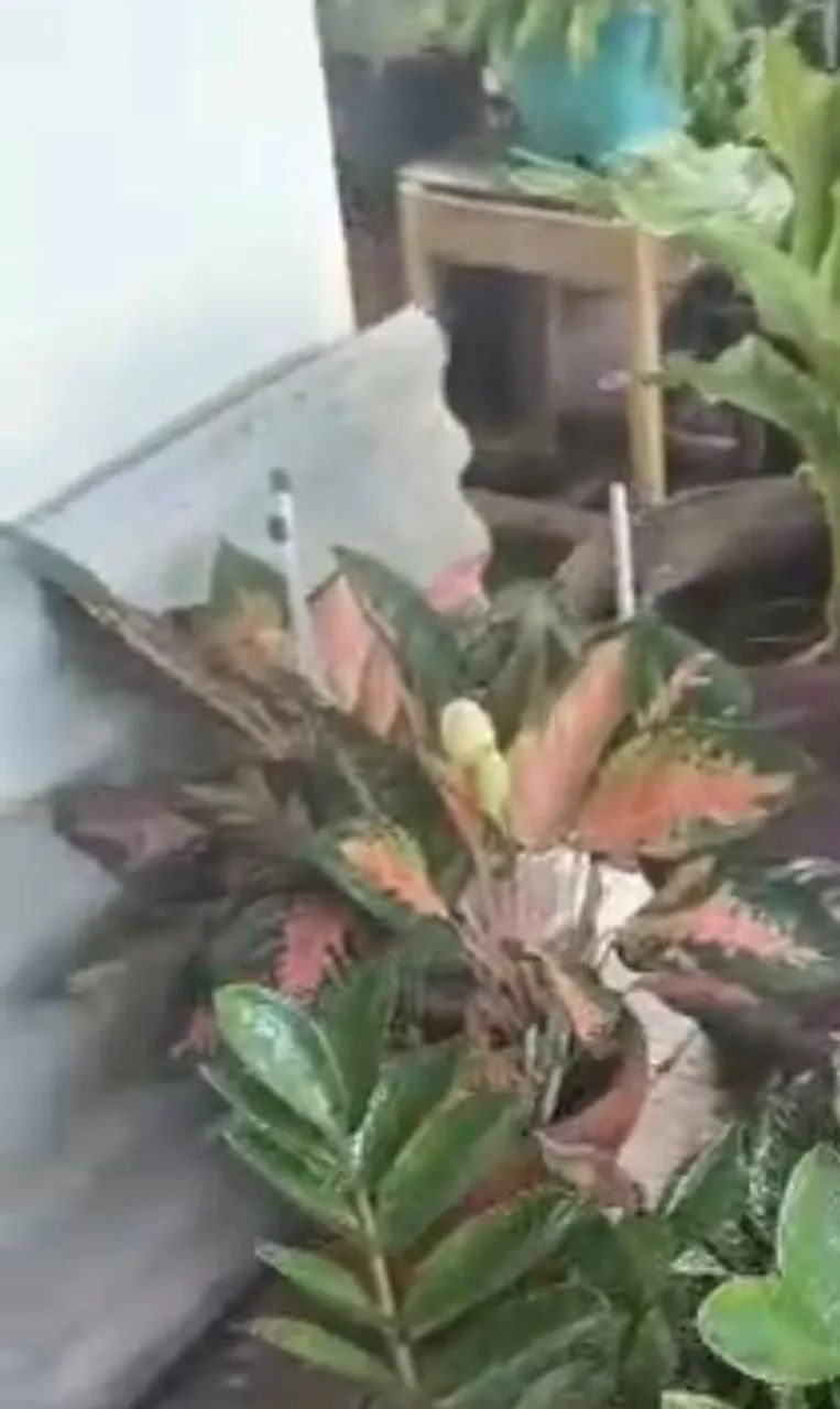 Plantas e vasos diversos - Foto 4