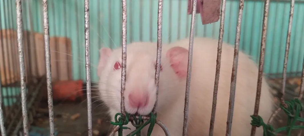 Ratos Twister 