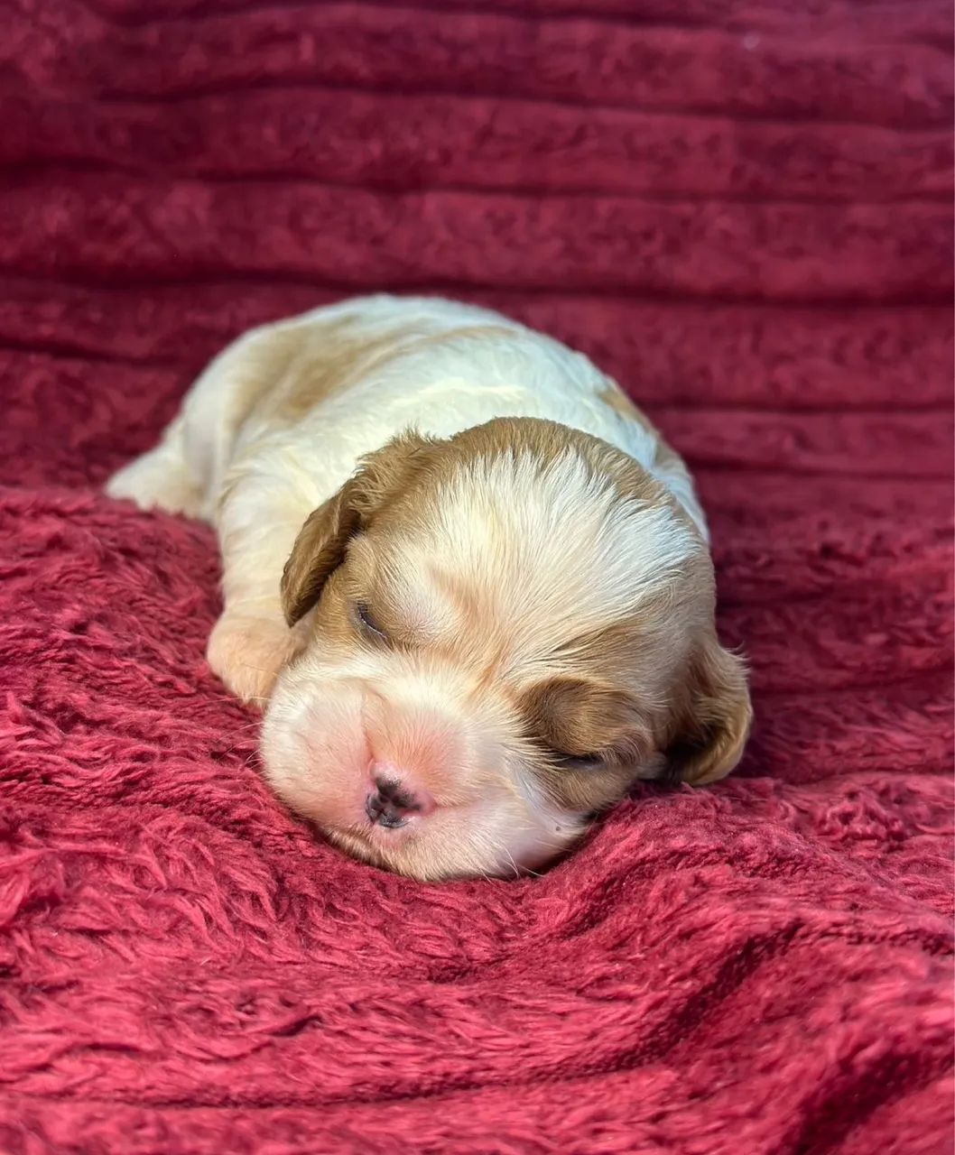 Cavalier King Spaniel  - Foto 3