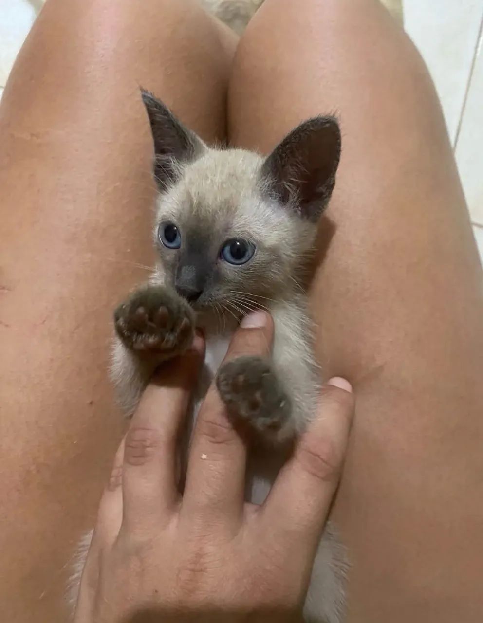 Siamês 