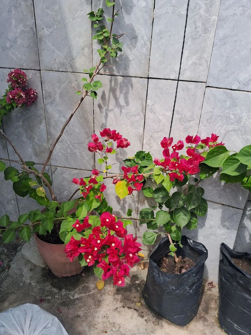 Jardim 