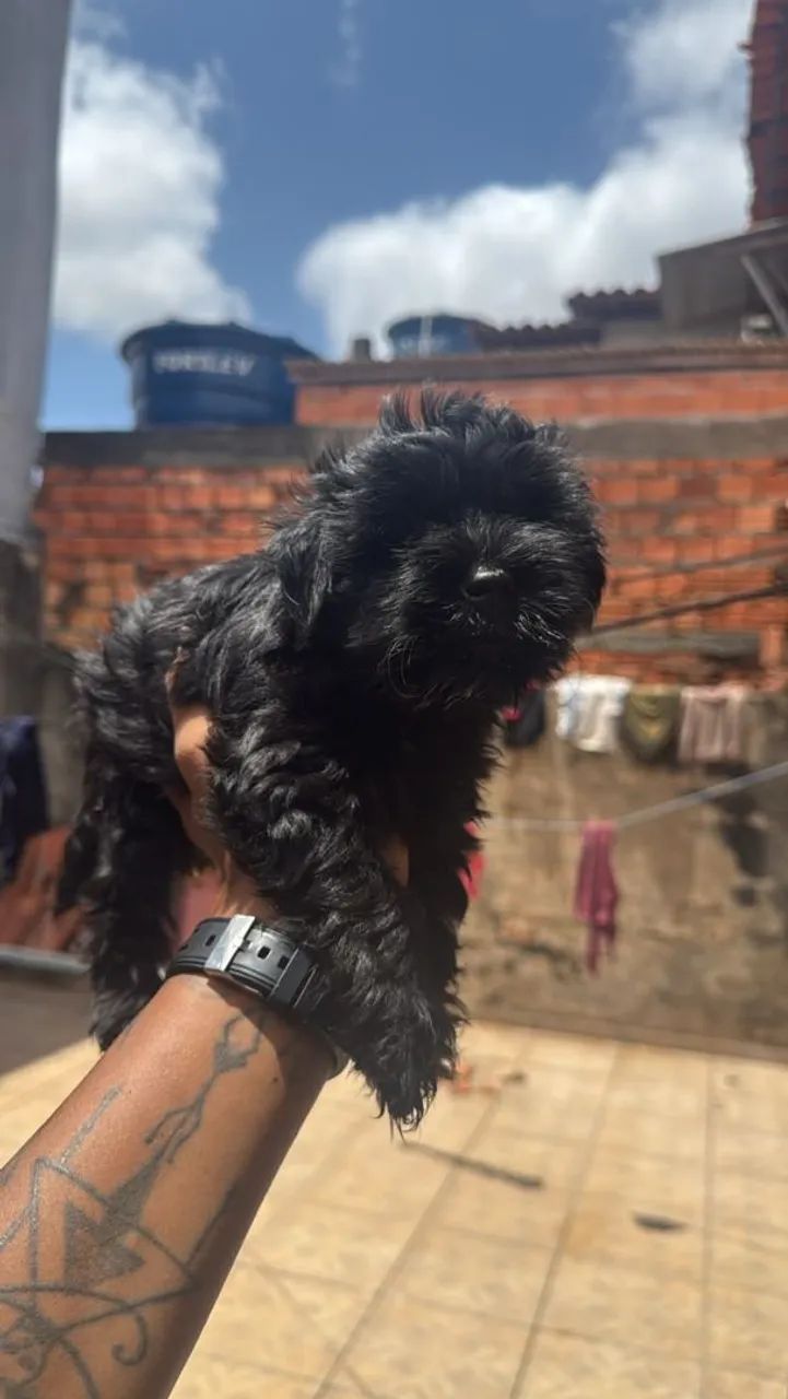 Lhasa apso Venda - Foto 5