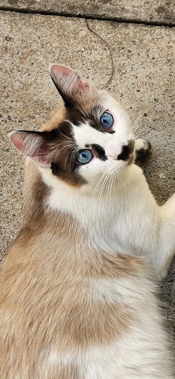Adoção Gatinhos/SP - Foto 3