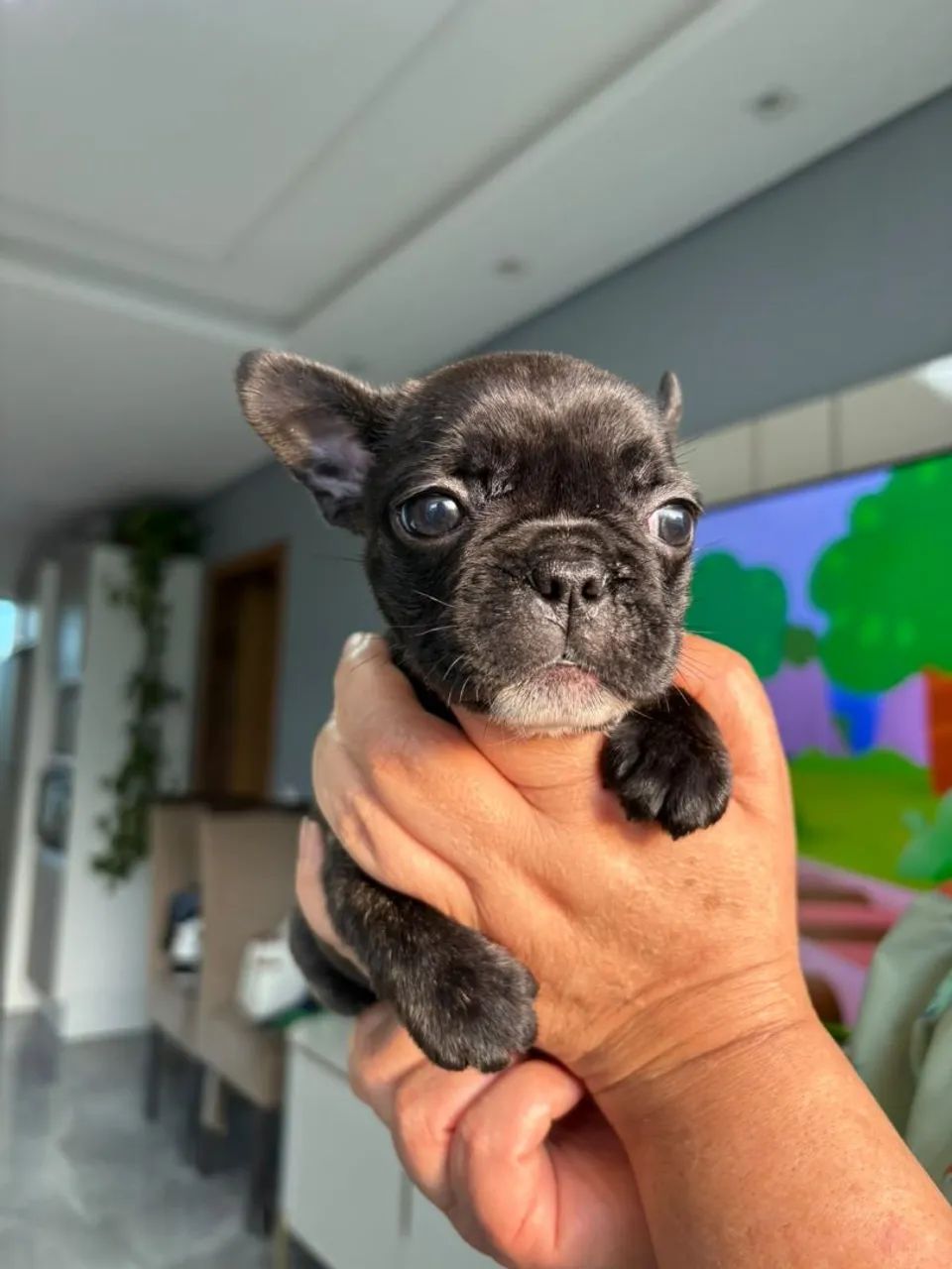Bulldog Francês  - Foto 5