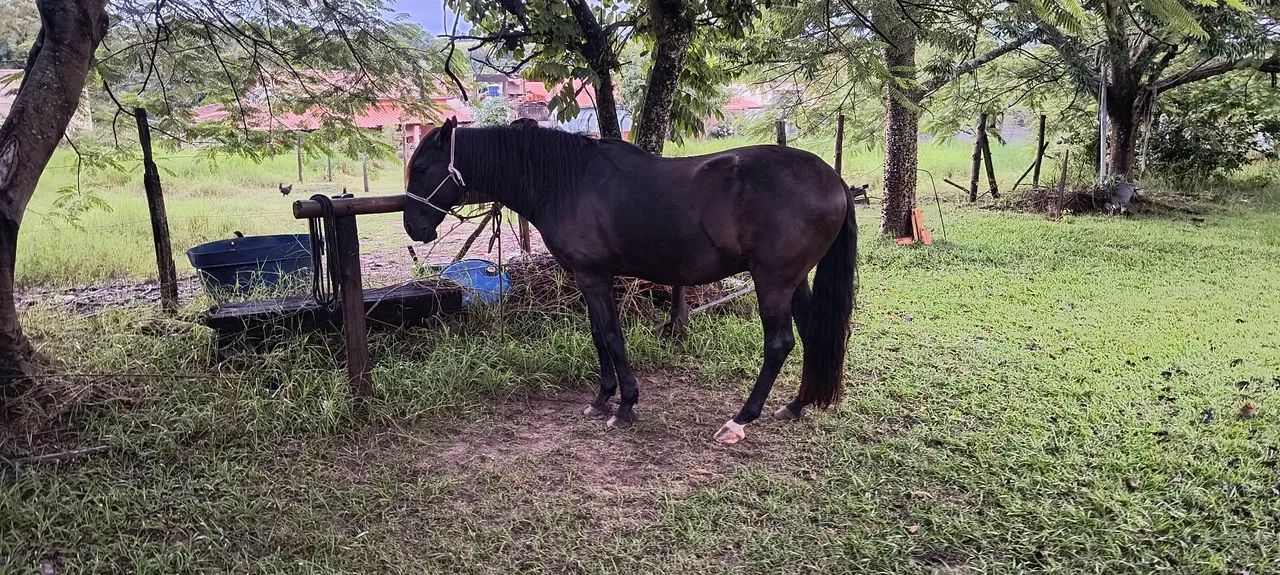 Cavalo Puro Sangue Lusitano - Foto 5