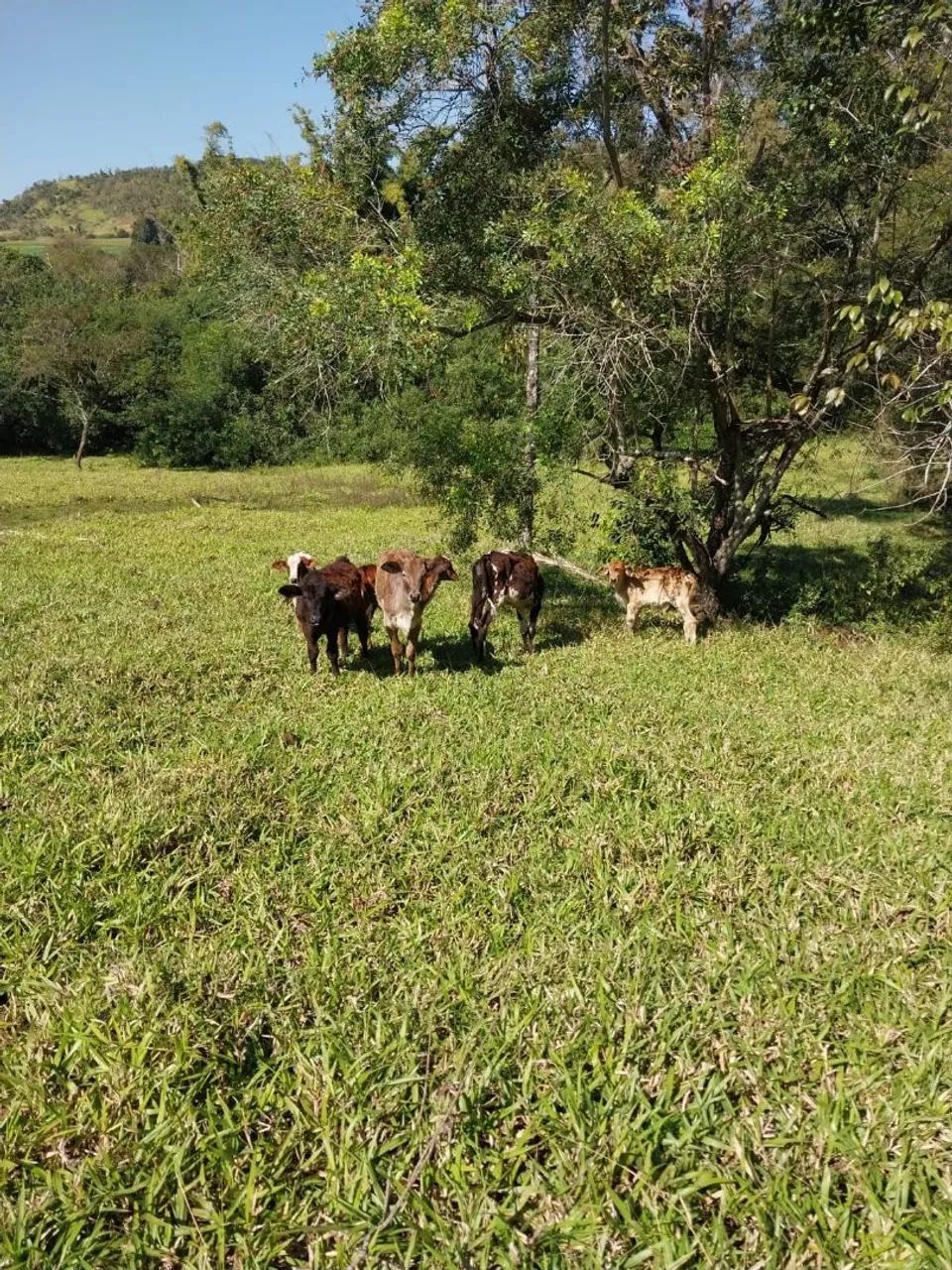 Sítio próximo a Uraí/Londrina  - Foto 5