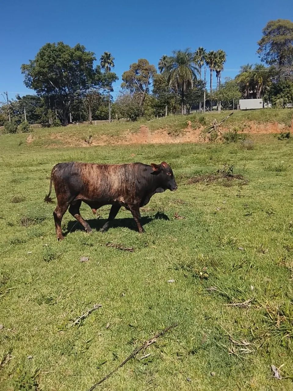 Garrote