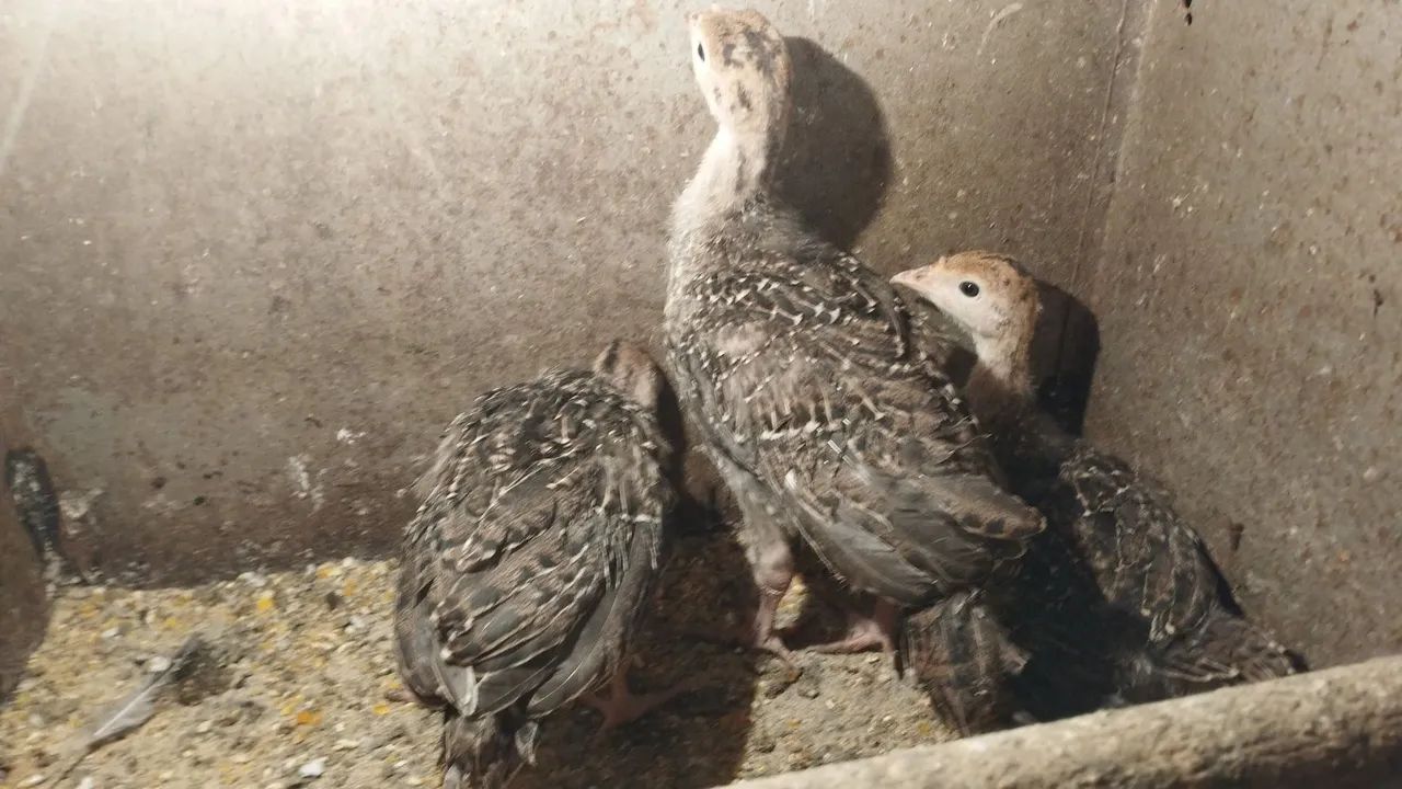 Peru