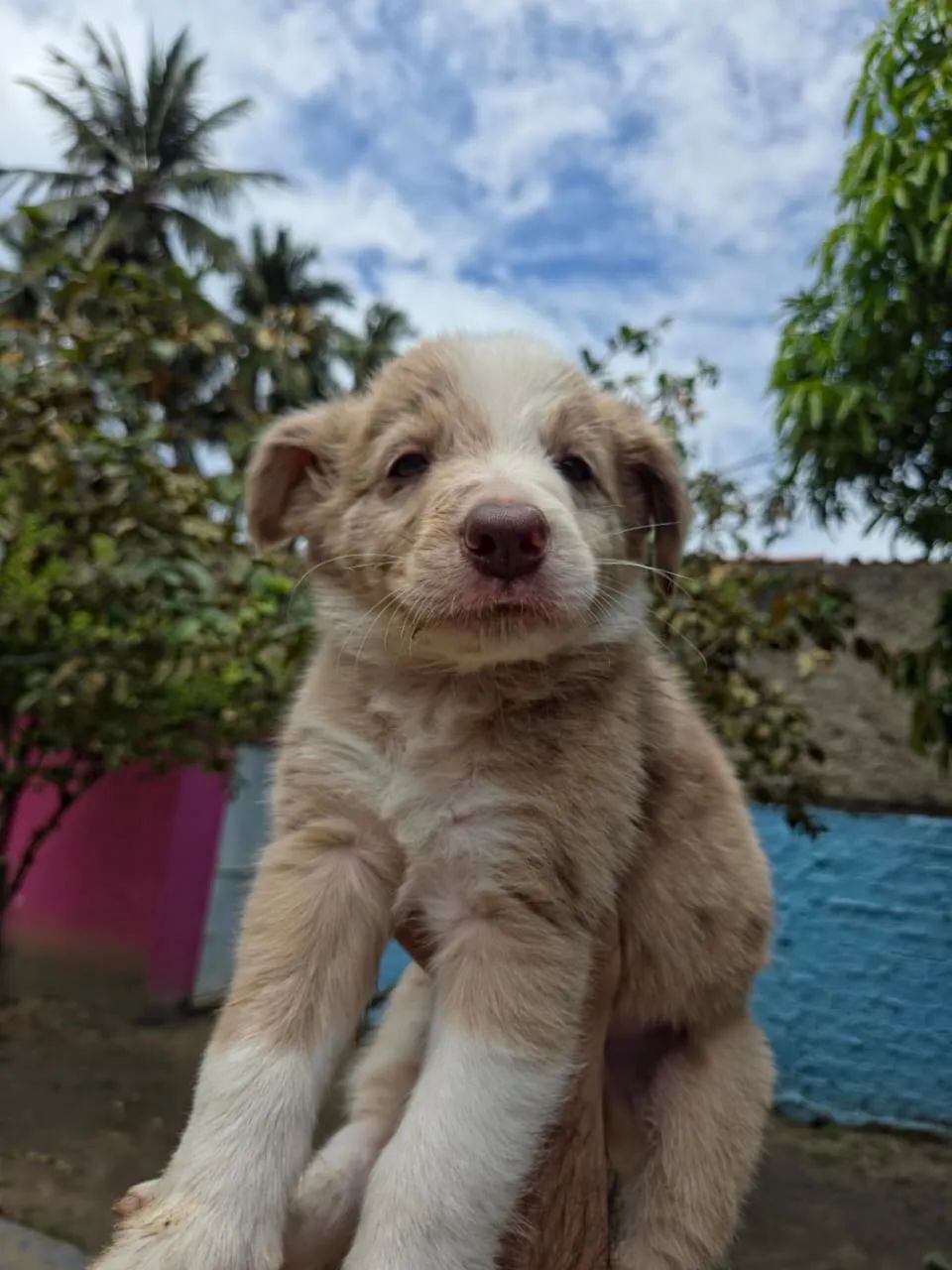 Filhotes de Border collie  - Foto 4