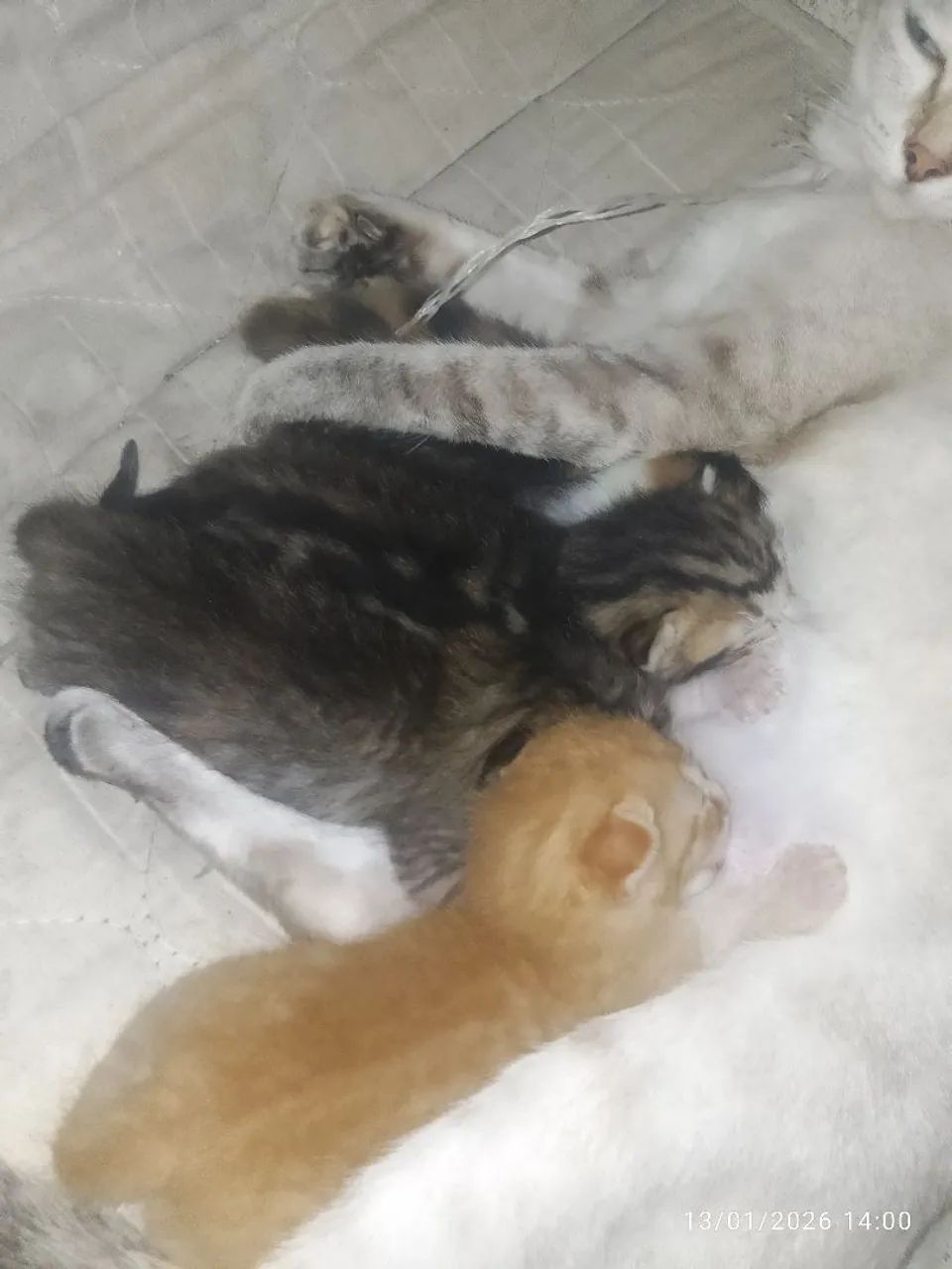 Gatos