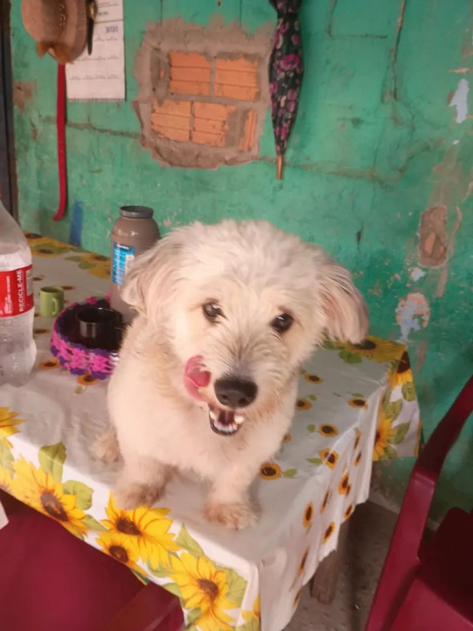 Cachorro pra vender  - Foto 5