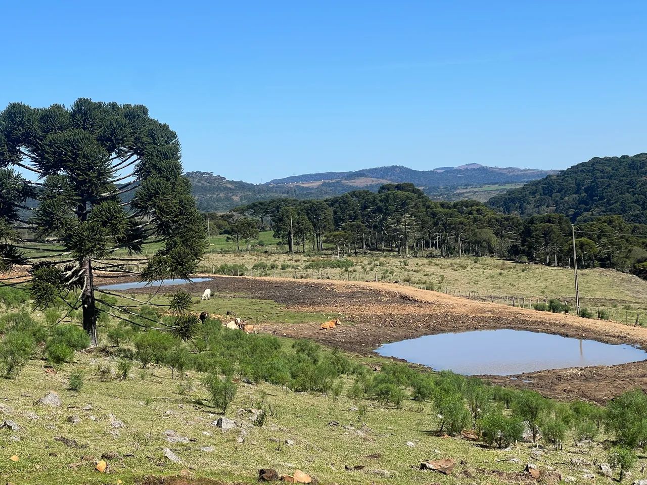 Fazenda em Urubici - 131 hectares  - Foto 4