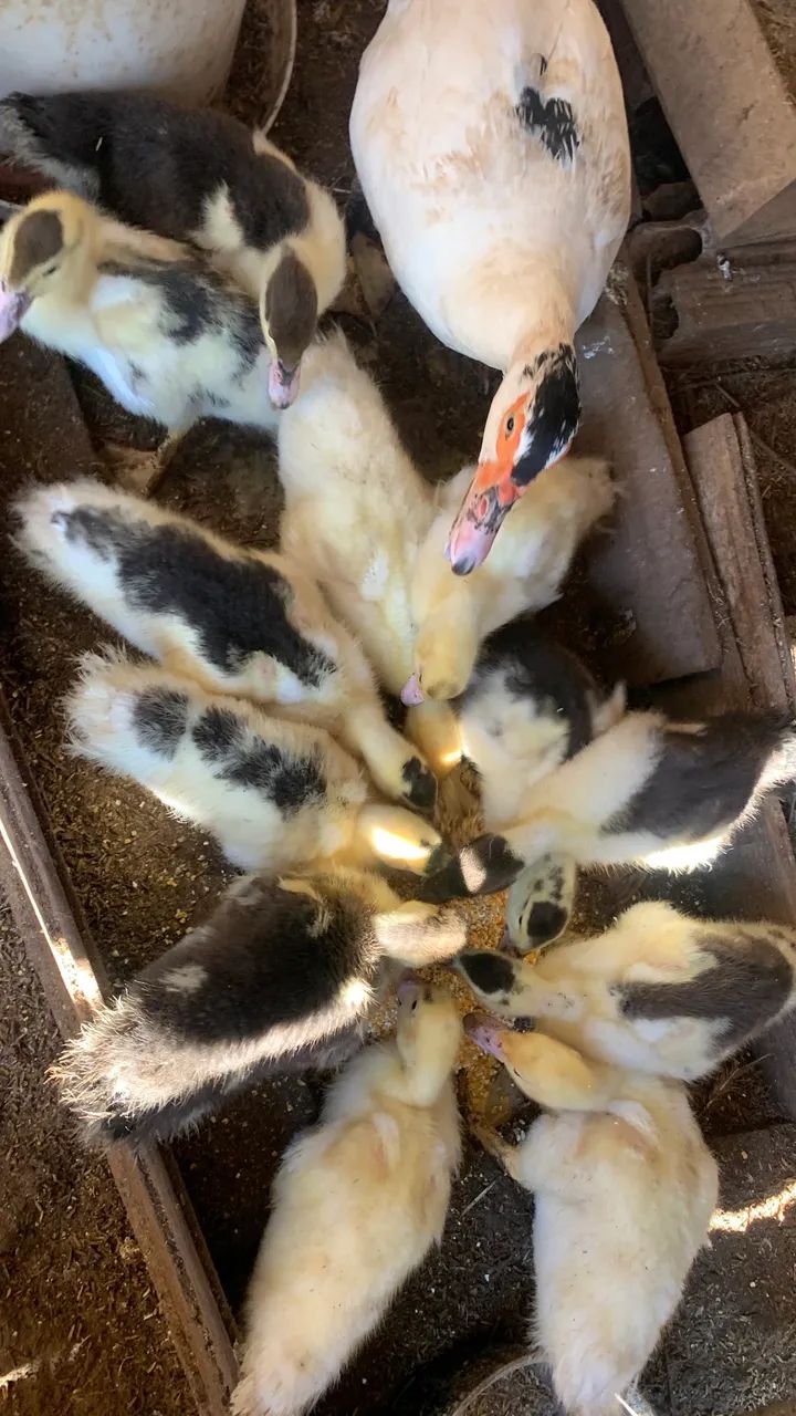 Patas e patos  - Foto 4
