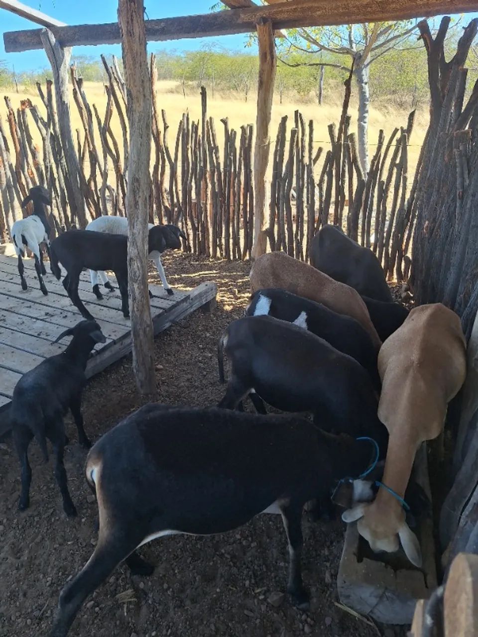 Animais  - Foto 3