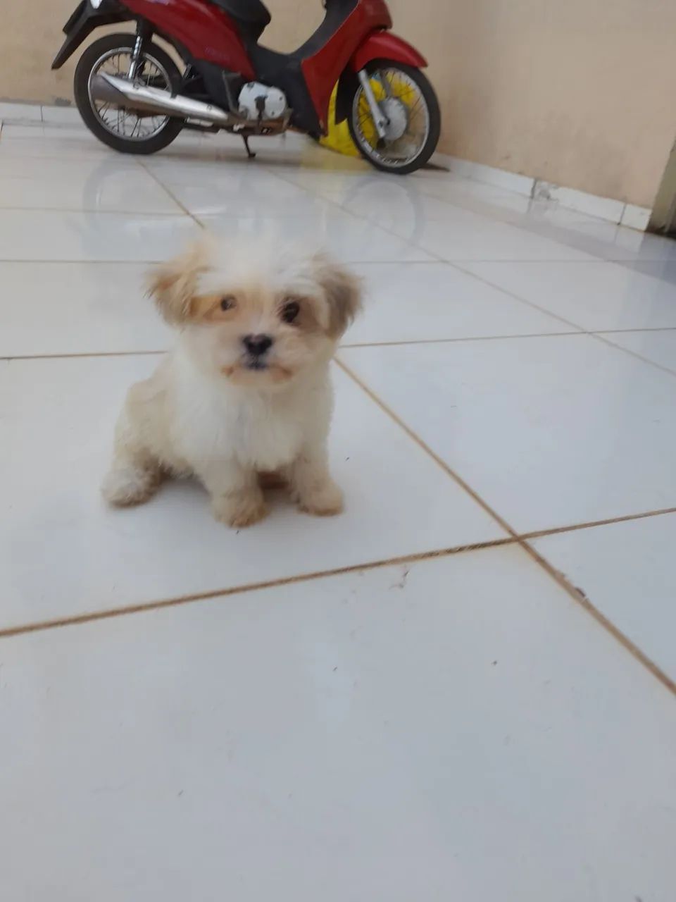 Lhasa apso - Foto 4