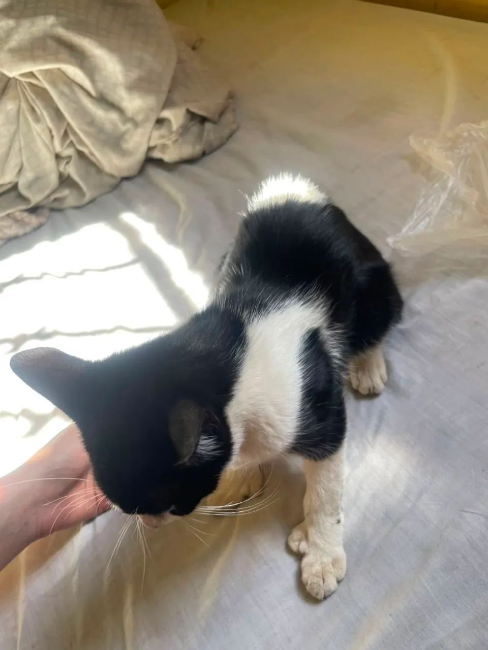 Doação de uma gata 