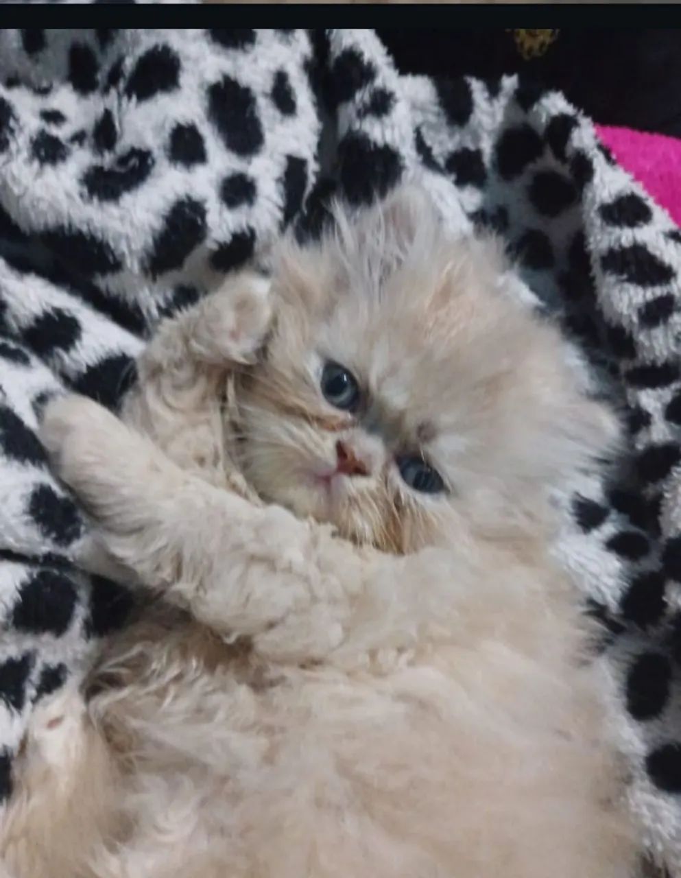 Gato persa - Foto 3