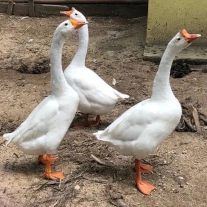 Fazendinha em familia - Foto 5