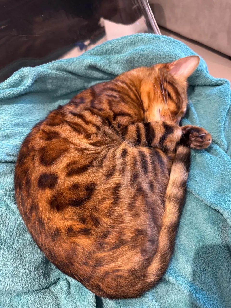 Gato Bengal 2 anos Macho Puro | em 10 vezes sem juros - Foto 3
