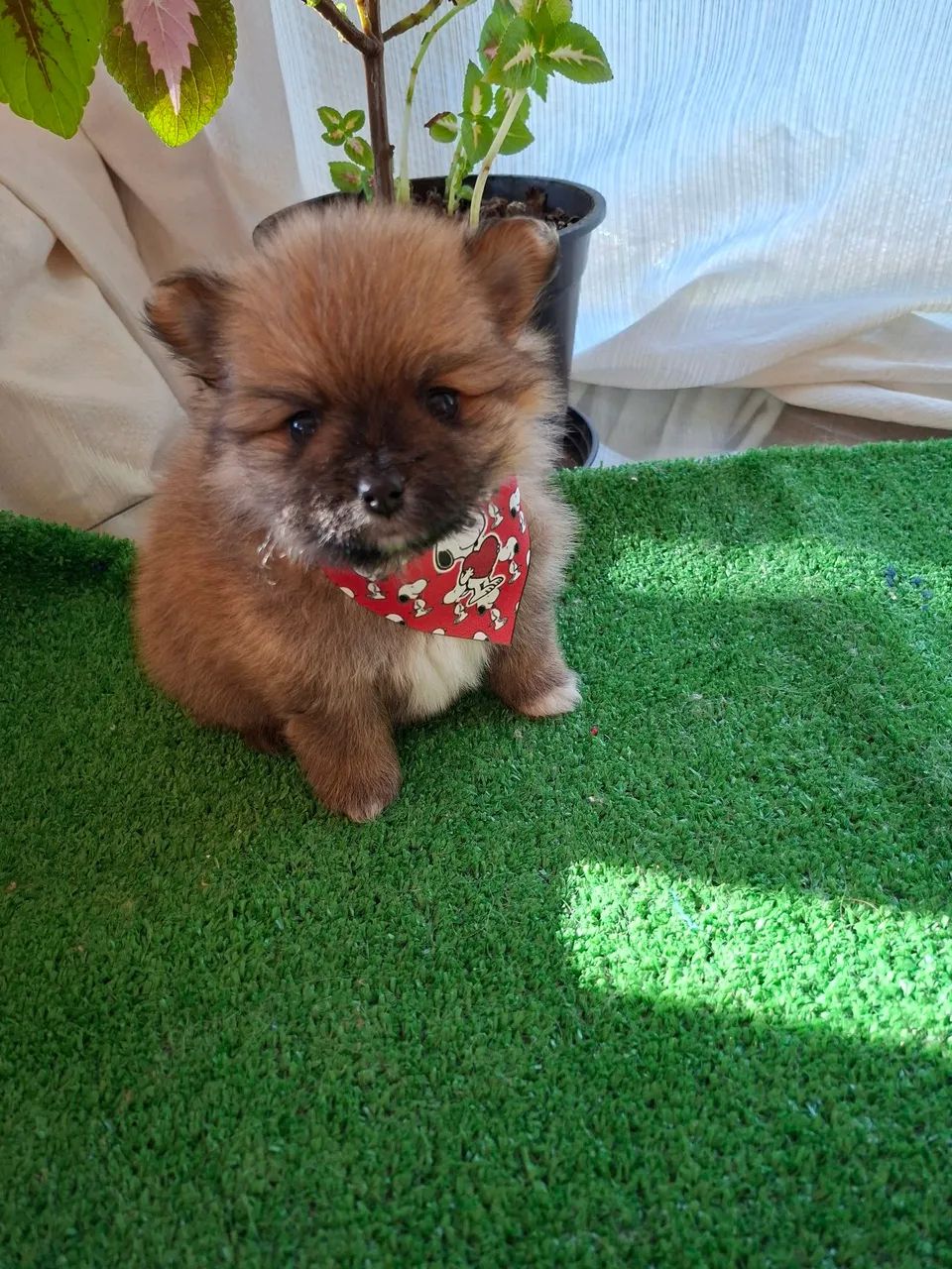 Cachorros e acessórios  - Foto 3