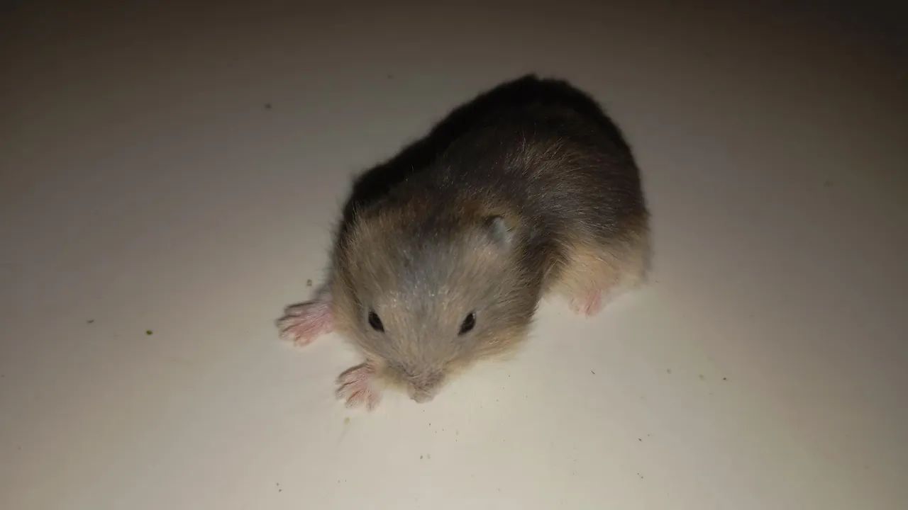 hamster anão russo  - Foto 3