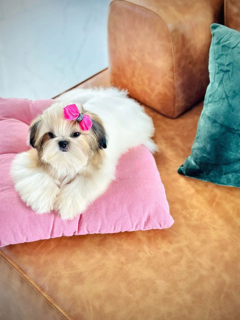 Filhote 7 meses Shihtzu  - Foto 3