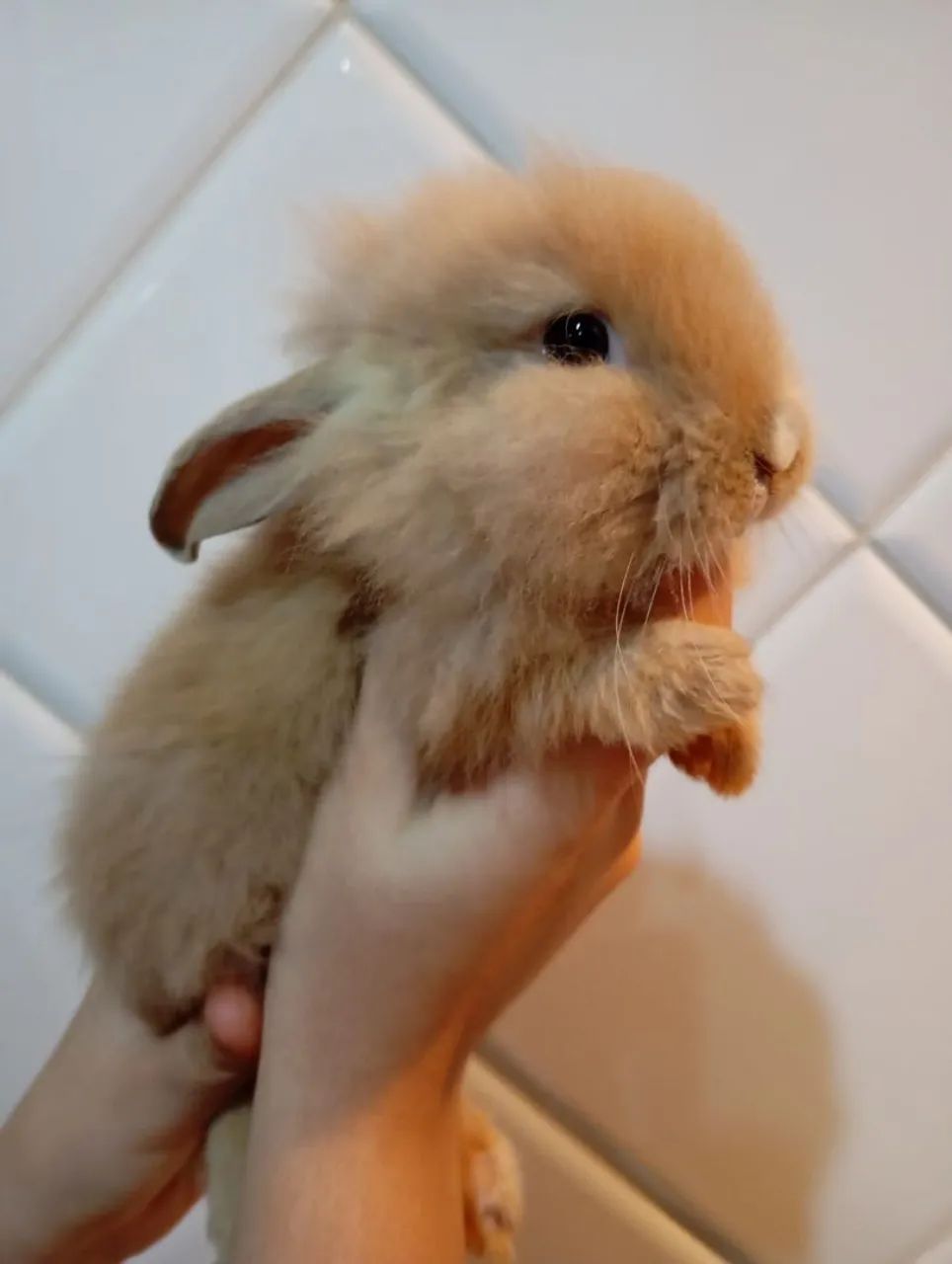 Filhote mini loop - Foto 6