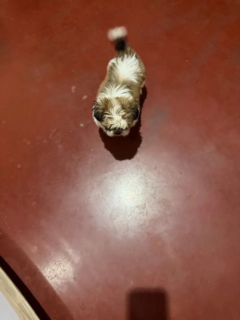 Shitzu 