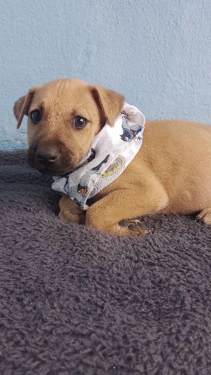 Pet  - Foto 4