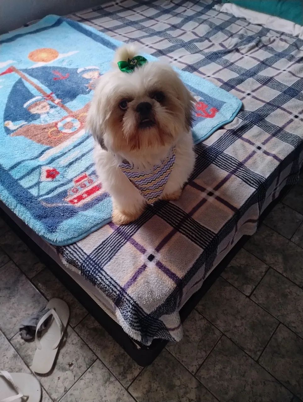 Shitzu Branco  - Foto 4