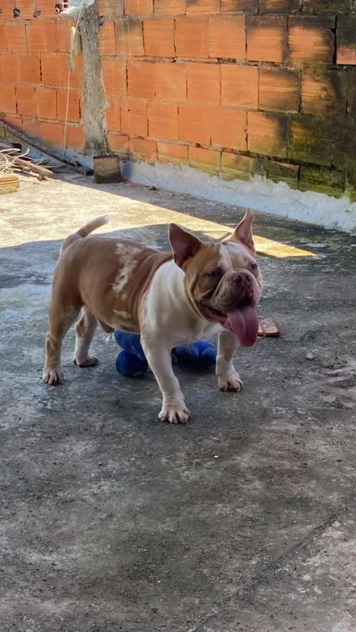 American Bully  - Foto 3