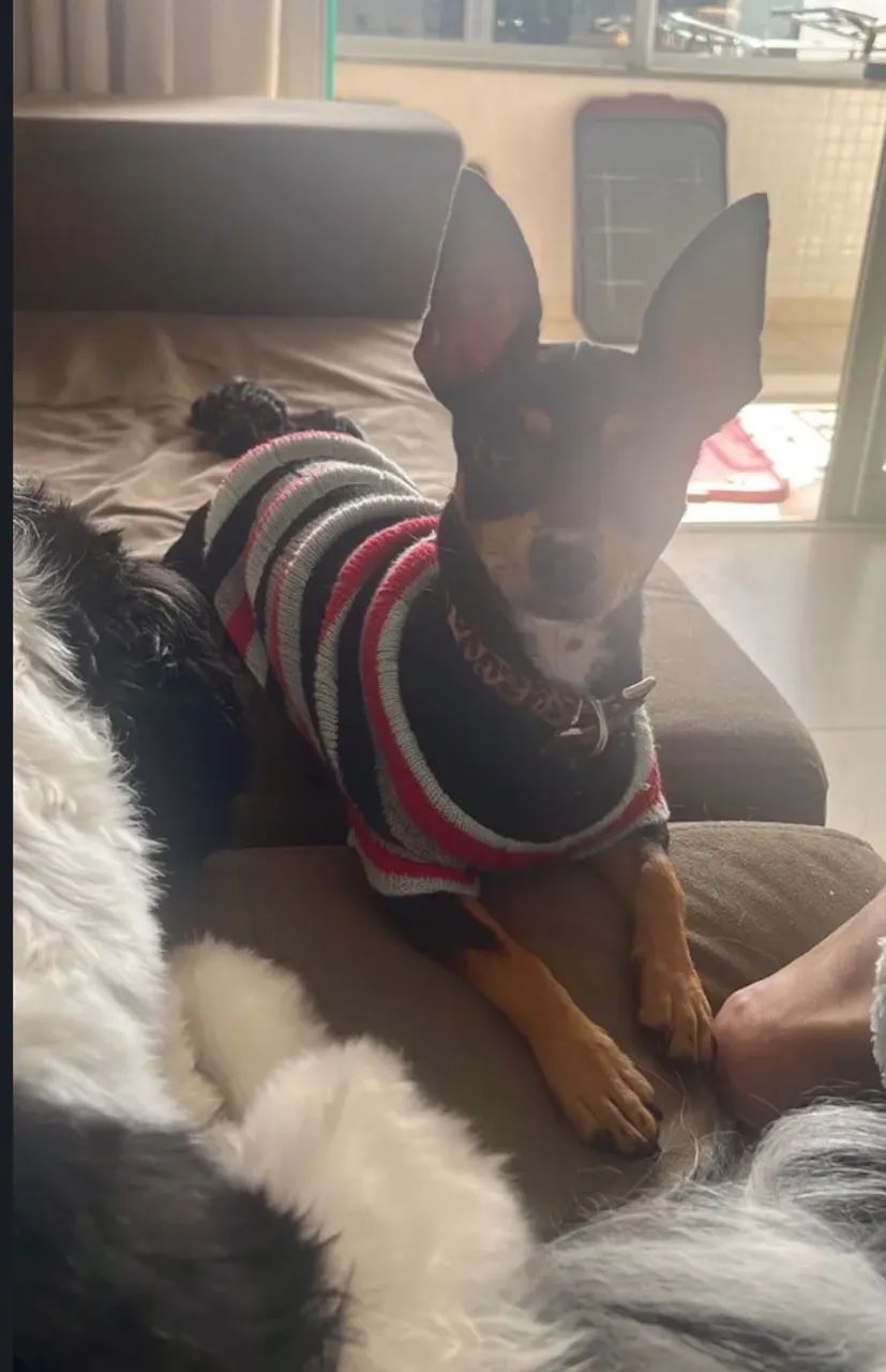 Pinscher 