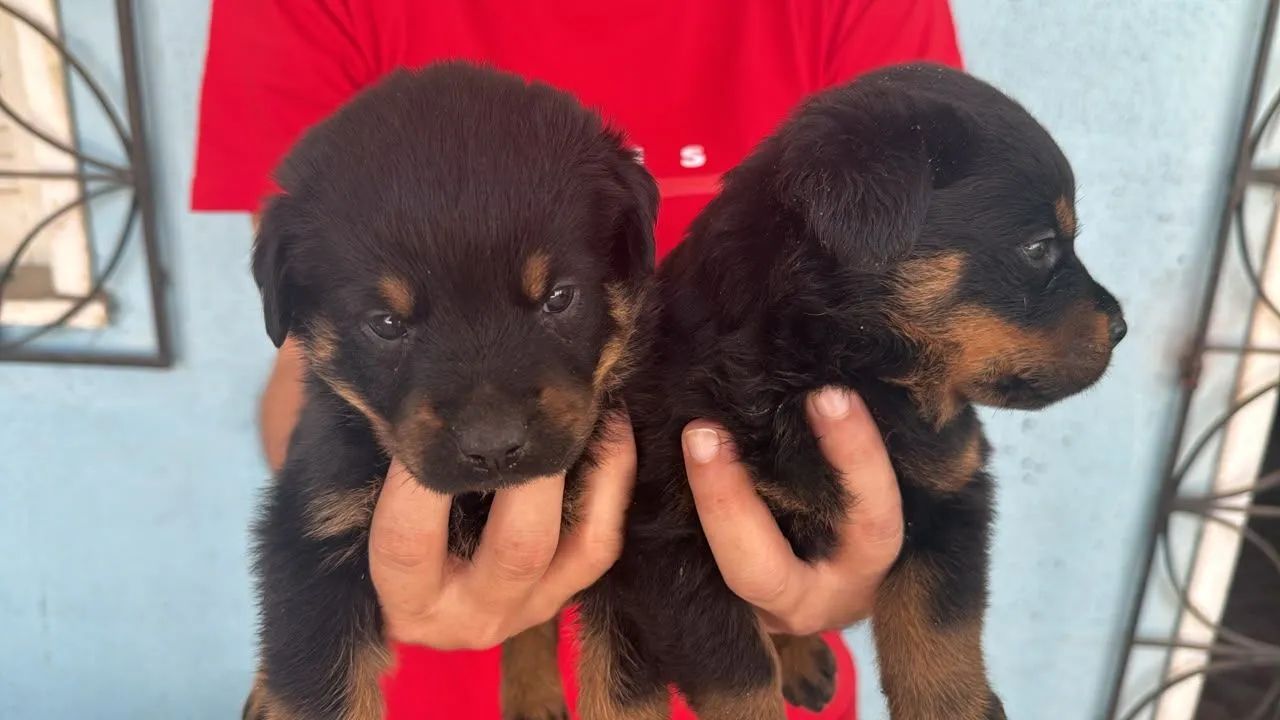 Cachorro rottweiler  - Foto 3