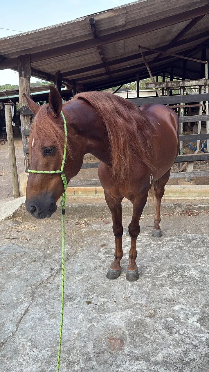 Cavalo manga larga  - Foto 4