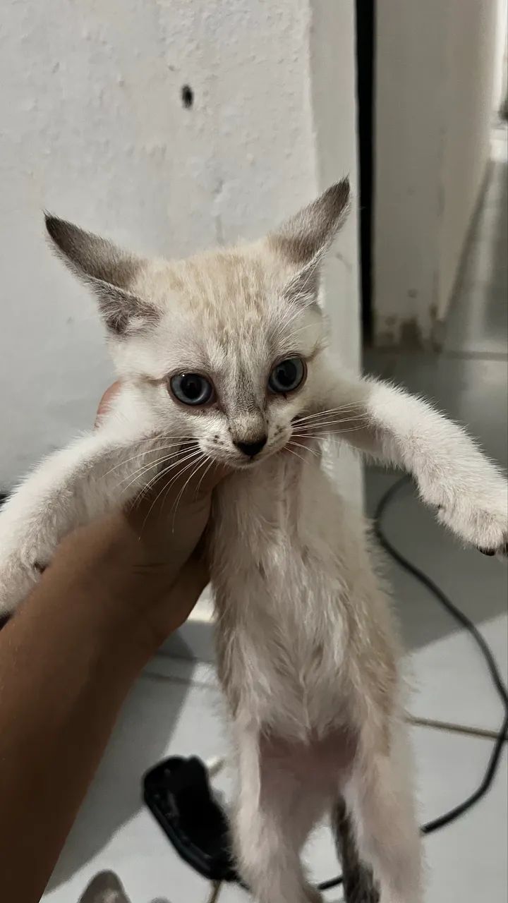 GATINHAs PARA DOAÇÃO - Foto 2