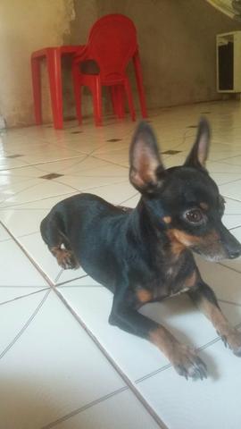 Troco pinscher 1 com pedigri por shi tzu