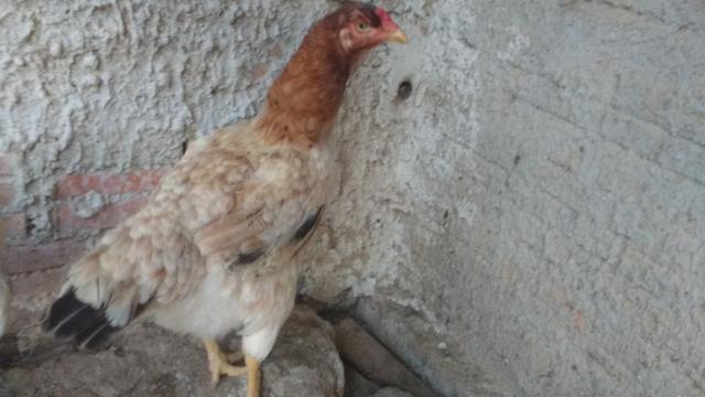 Ovos caipira galos e galinhas - Foto 2