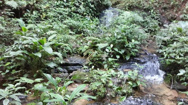 42 alqueires,,, são lourenço,,, da serra - Foto 20