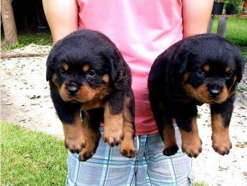 Lindos filhotes, cabeçudos, com pedigree e garantias em contrato
